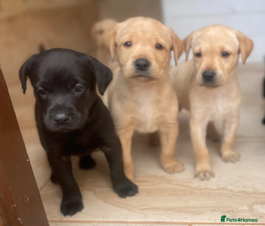 Labrador Retriever dogs for sale: Health Tested Working Labrador Puppies - Advert 2