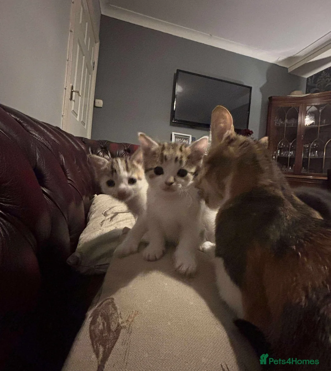 Mixed Breed cats for sale: Adorable home reared kittens  - Advert 5