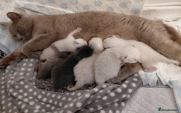 Ragdoll cats for sale: 5 ragdoll british shorthair kittens - Image 5
