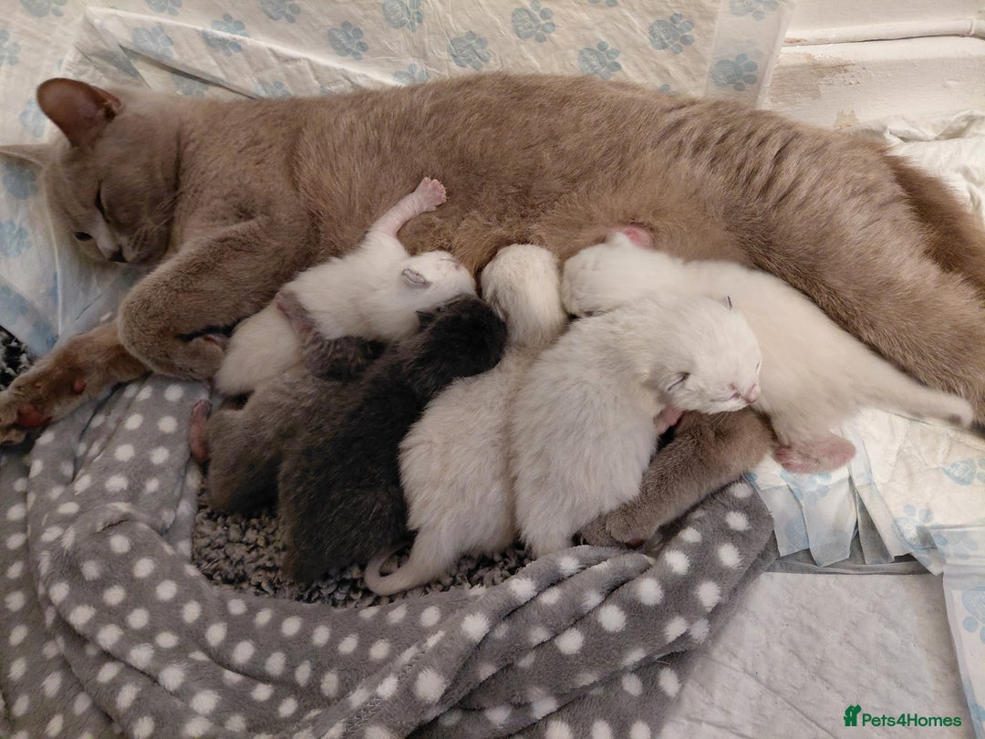 Ragdoll cats for sale: 5 ragdoll british shorthair kittens - Image 5