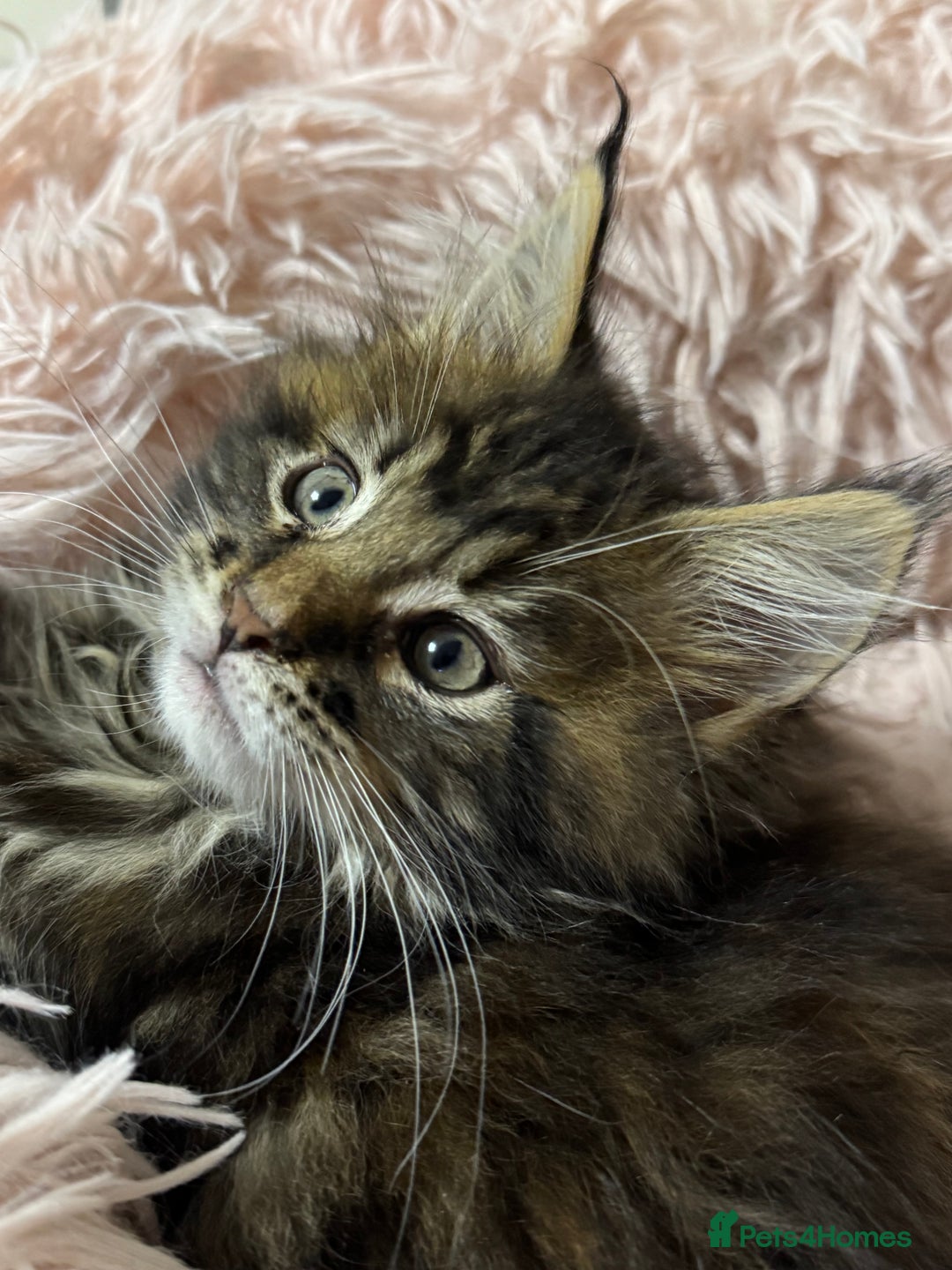 Maine Coon cats for sale: Adorable pedigree Maine coon kittens - Advert 24