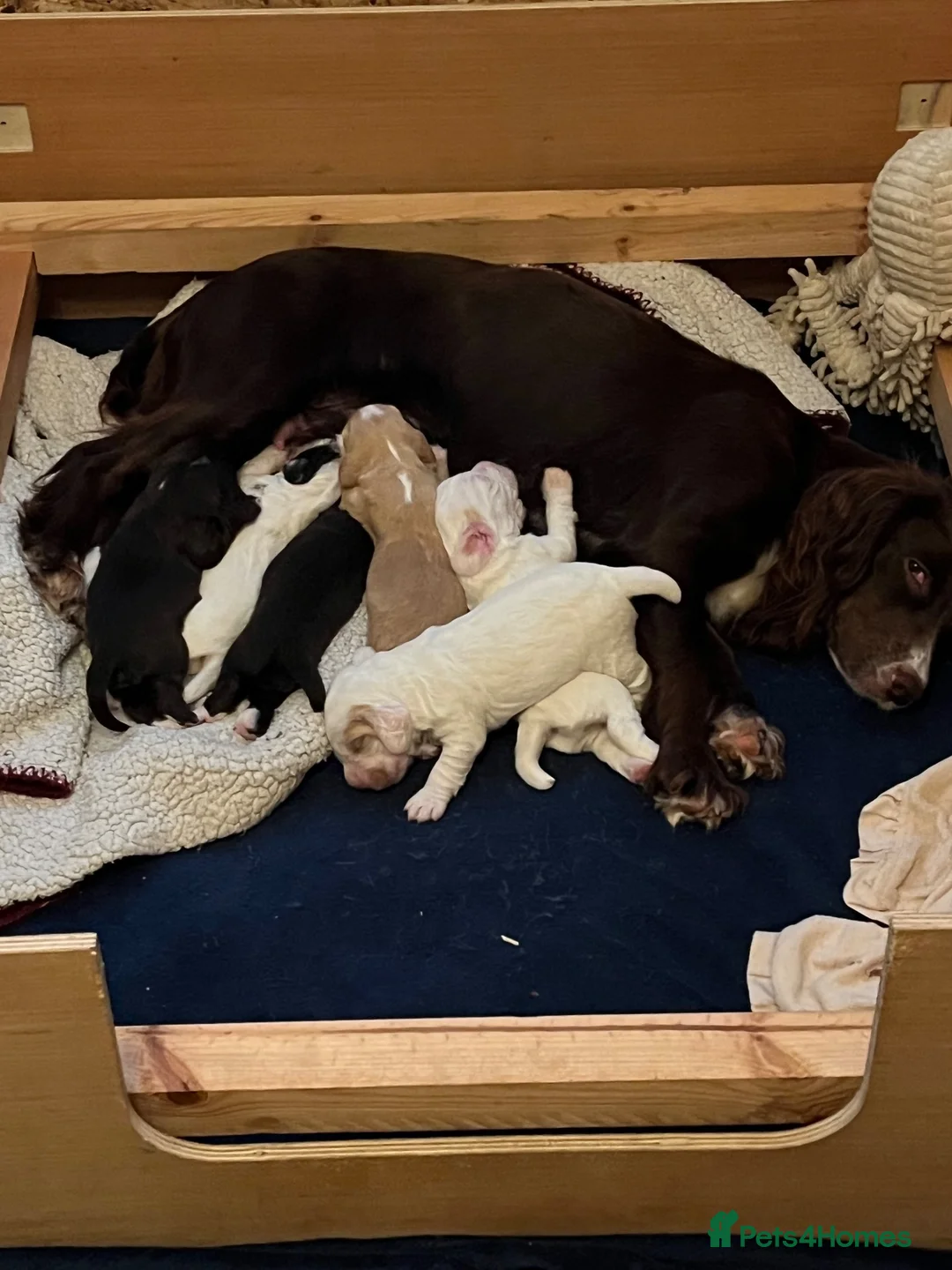 Cocker Spaniel dogs for sale: Working cocker spaniel  - Advert 8