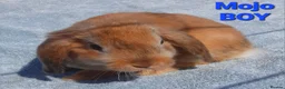 Mixed Breed rabbits for sale: Beautiful Mixed Breed Babies - Advert 2