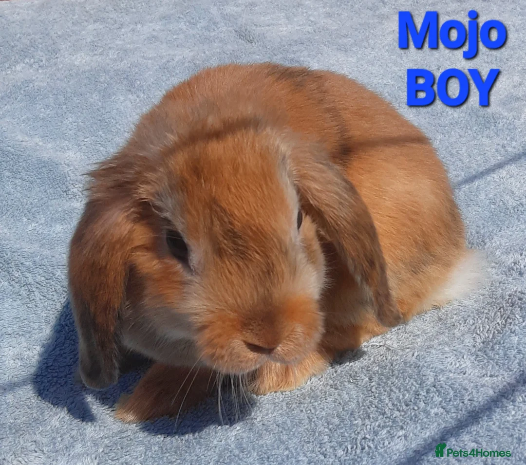 Mixed Breed rabbits for sale: Beautiful Mixed Breed Babies - Advert 2