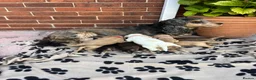 Cocker Spaniel dogs for sale: Beautiful show type cocker spaniel  in Doncaster - Advert 2
