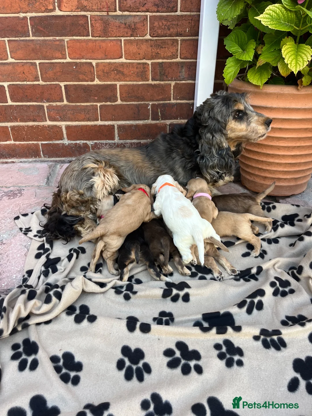 Cocker Spaniel dogs for sale: Beautiful show type cocker spaniel  in Doncaster - Advert 2