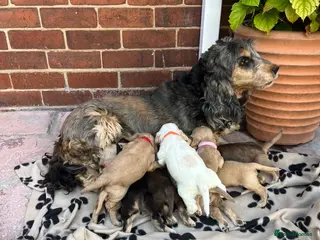 Cocker Spaniel dogs Beautiful show type cocker spaniel - Advert 2