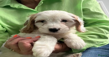 Cavapoo dogs - Advert 13