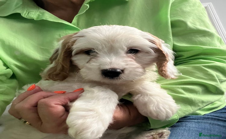 Cavapoo dogs - Advert 2