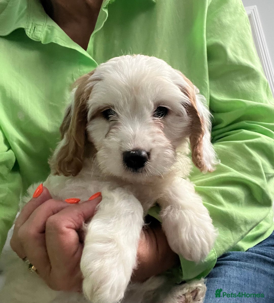 Cavapoo dogs for sale: 🐶🐩 7 HEALTH CLEAR ADORABLE CAVAPOO PUPPIES 🐩🐶  - Image 11