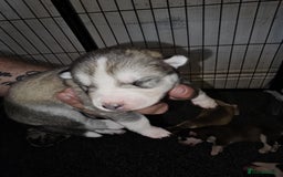 Siberian Husky dogs for sale: Siberian husky puppies  - Image 8