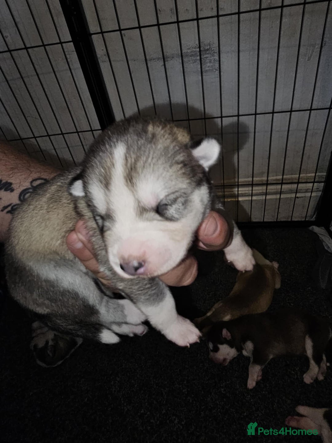 Siberian Husky dogs for sale: Siberian husky puppies  - Image 8