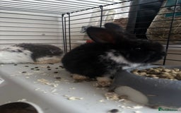 Rex rabbits for sale: Baby Rabbits for sale  - Advert 13