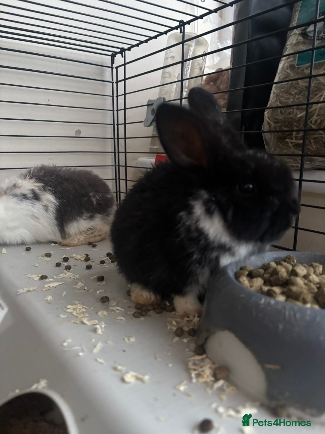 Rex rabbits for sale: Baby Rabbits for sale  - Advert 13