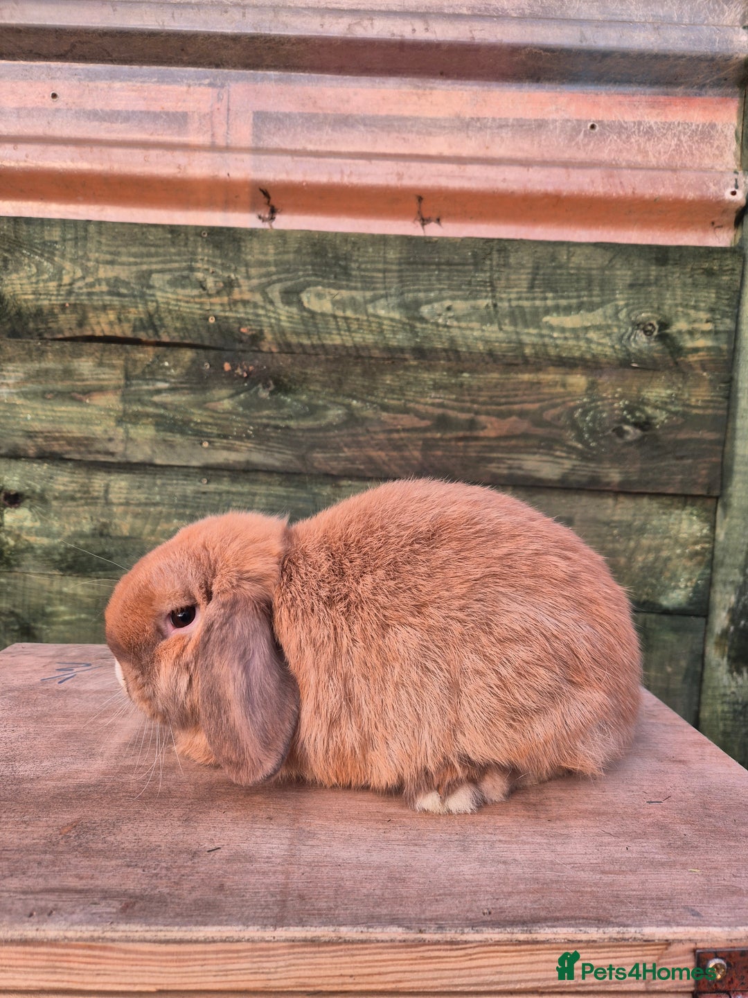Mini Lop rabbits for sale: Mini lop boys  - Advert 3
