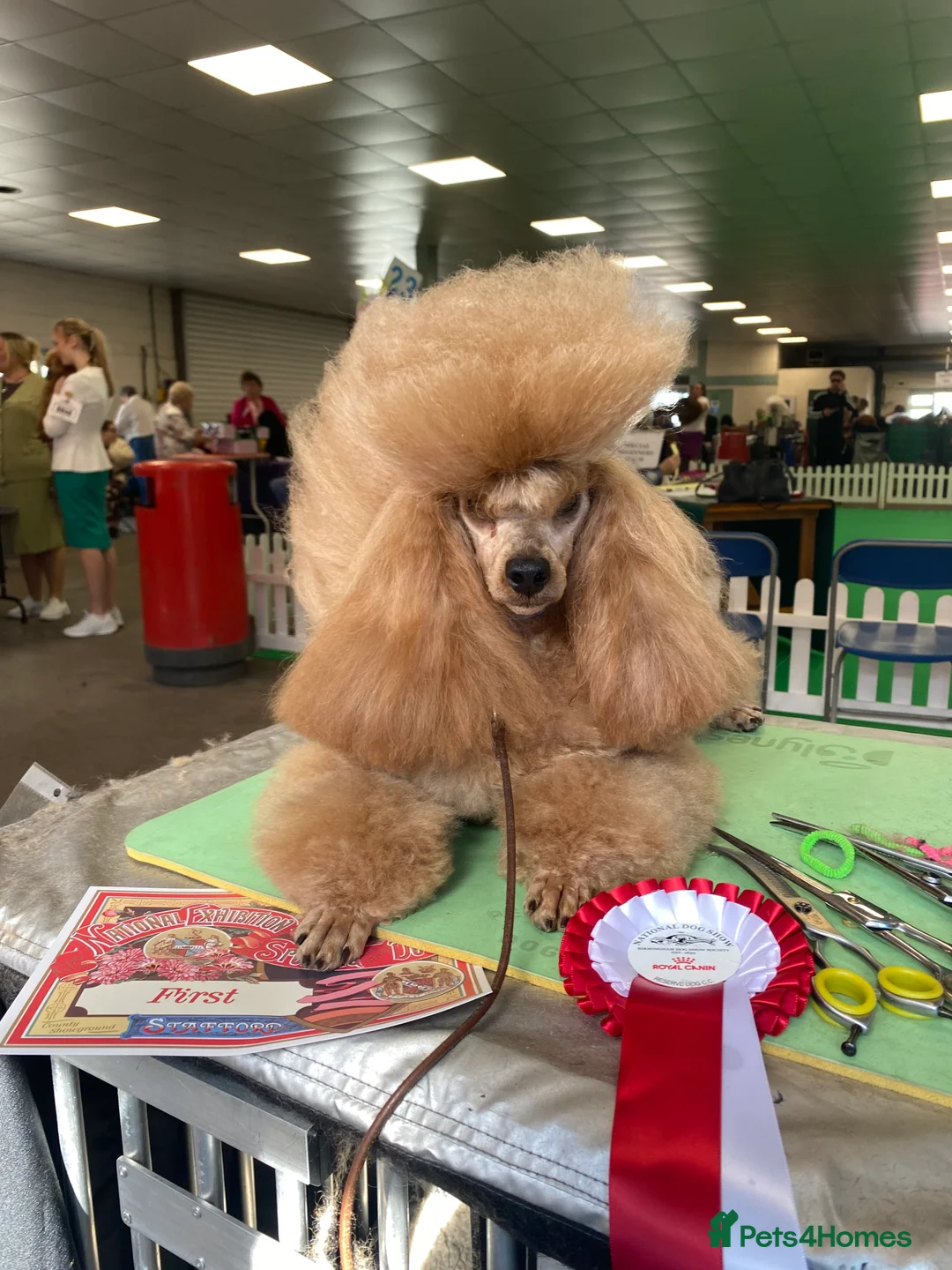 Toy Poodle dogs for sale: ⭐️ Licensed Breeder ⭐️ Toy Poodle Puppies  - Advert 2