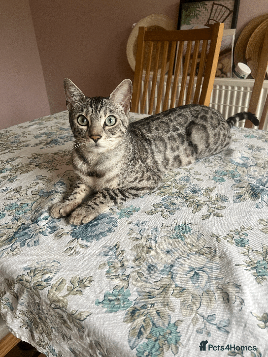 Bengal cats for sale: TICA Silver Bengal for sale - Image 3