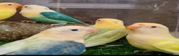 Lovebirds birds for sale: Lovebird fischer's opalines - Advert 9