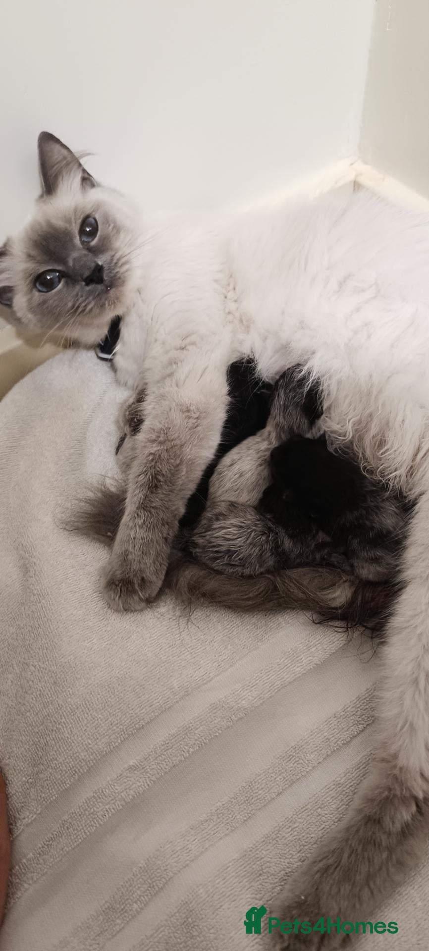 Mixed Breed cats for sale: Half-Ragdoll Kittens for Sale 🐱 - Advert 12