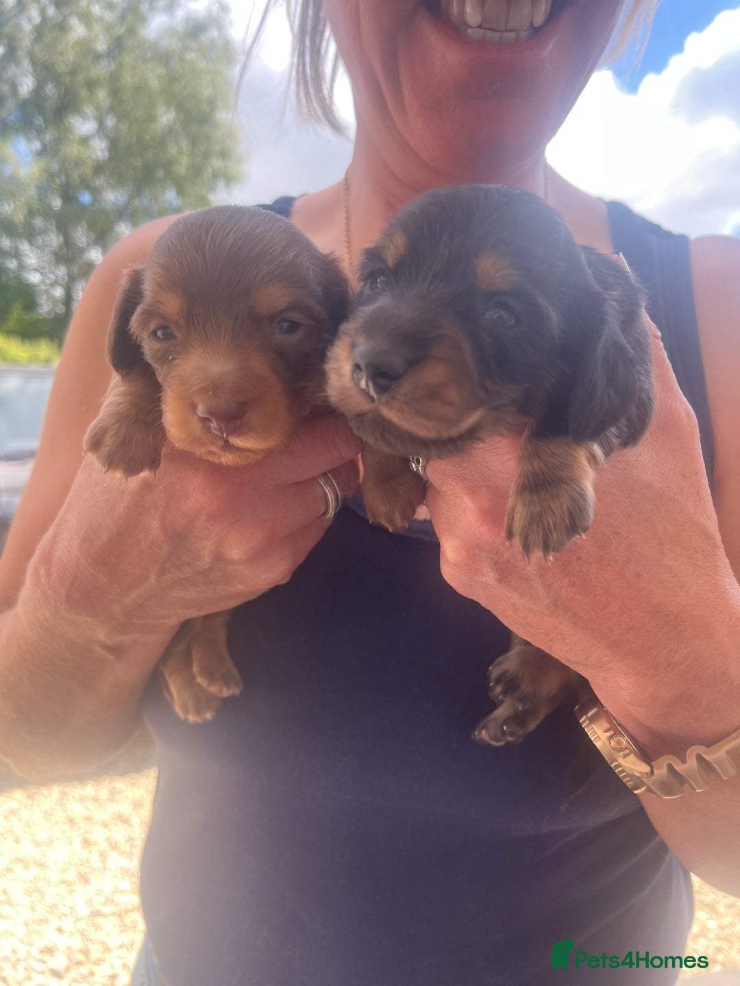 Miniature Dachshund dogs for stud: Ralph Lauren  - Advert 3