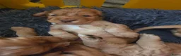 Cocker Spaniel dogs for sale: Beautiful 100% Cocker Spaniel puppies- litter of 6 - Advert 8