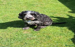 Cockapoo dogs for sale: 3 yr old male cockapoo - Image 1