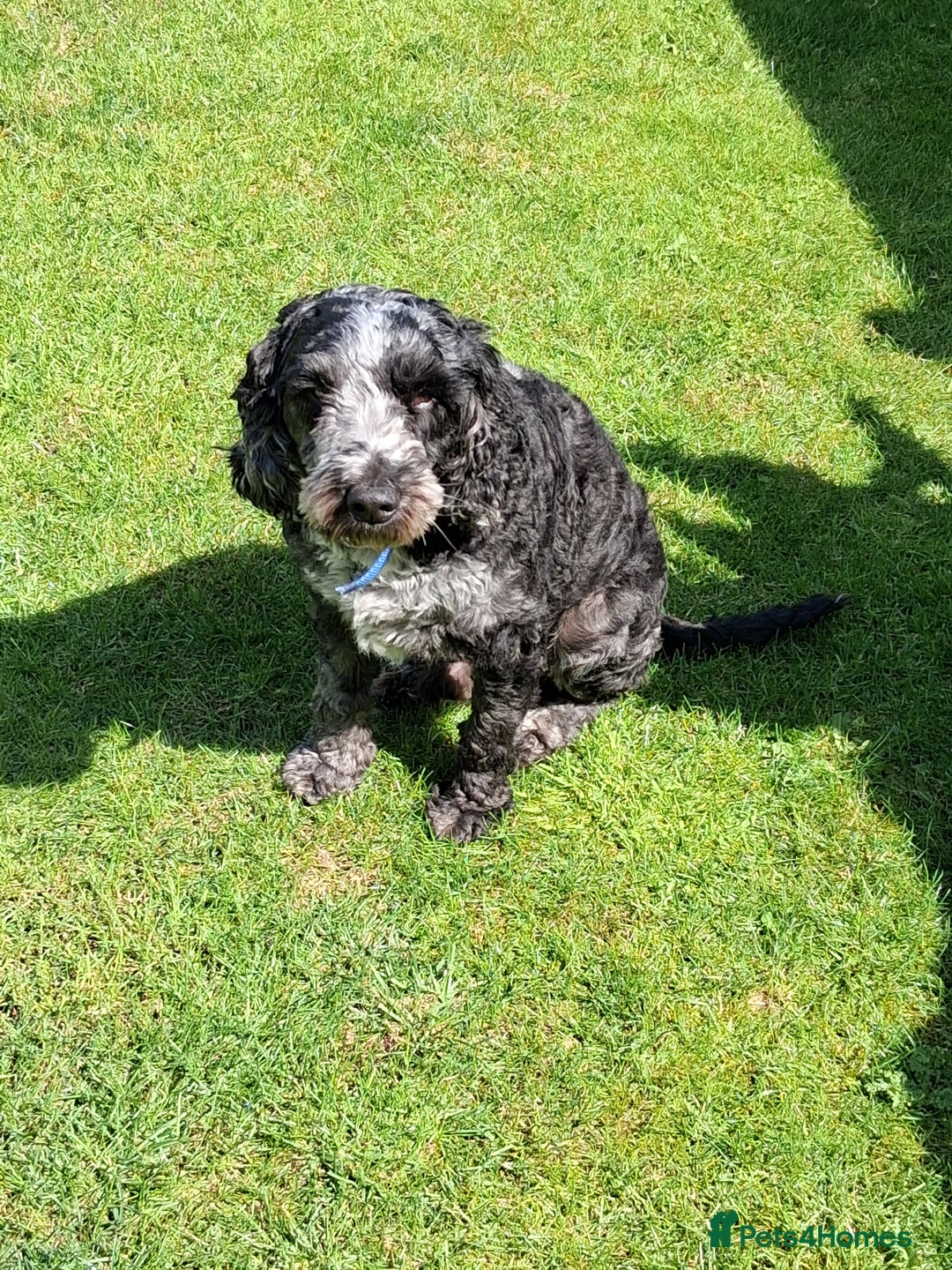 Cockapoo dogs for sale: 3 yr old male cockapoo - Image 1