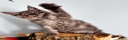 Maine Coon cats for sale: 9 STUNNING BLACK SMOKE MAINE COON CUBS  - Advert 15