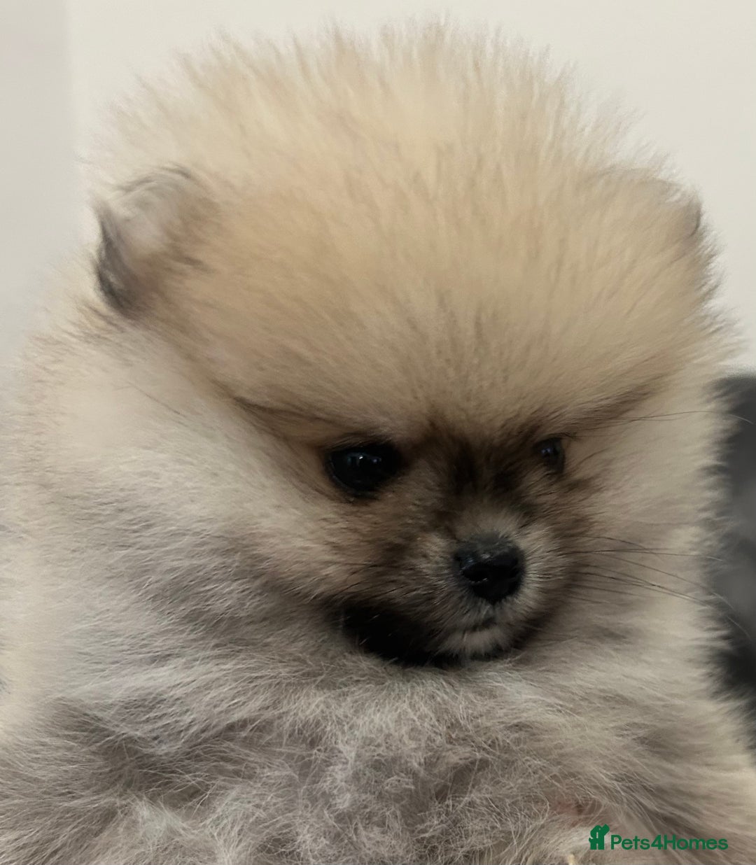 Pomeranian dogs for sale: Absolutely stunning true to type mini Pomeranian  - Advert 8