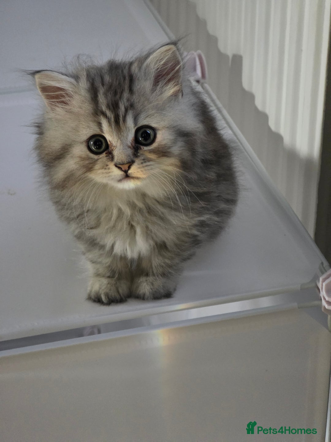 British Shorthair cats for sale: Norwegian forest cat x - Image 17