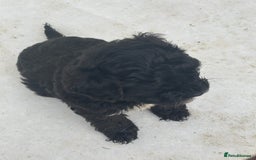 Mixed Breed dogs for sale: Lucus terrier cross toy poodle puppies - Advert 12