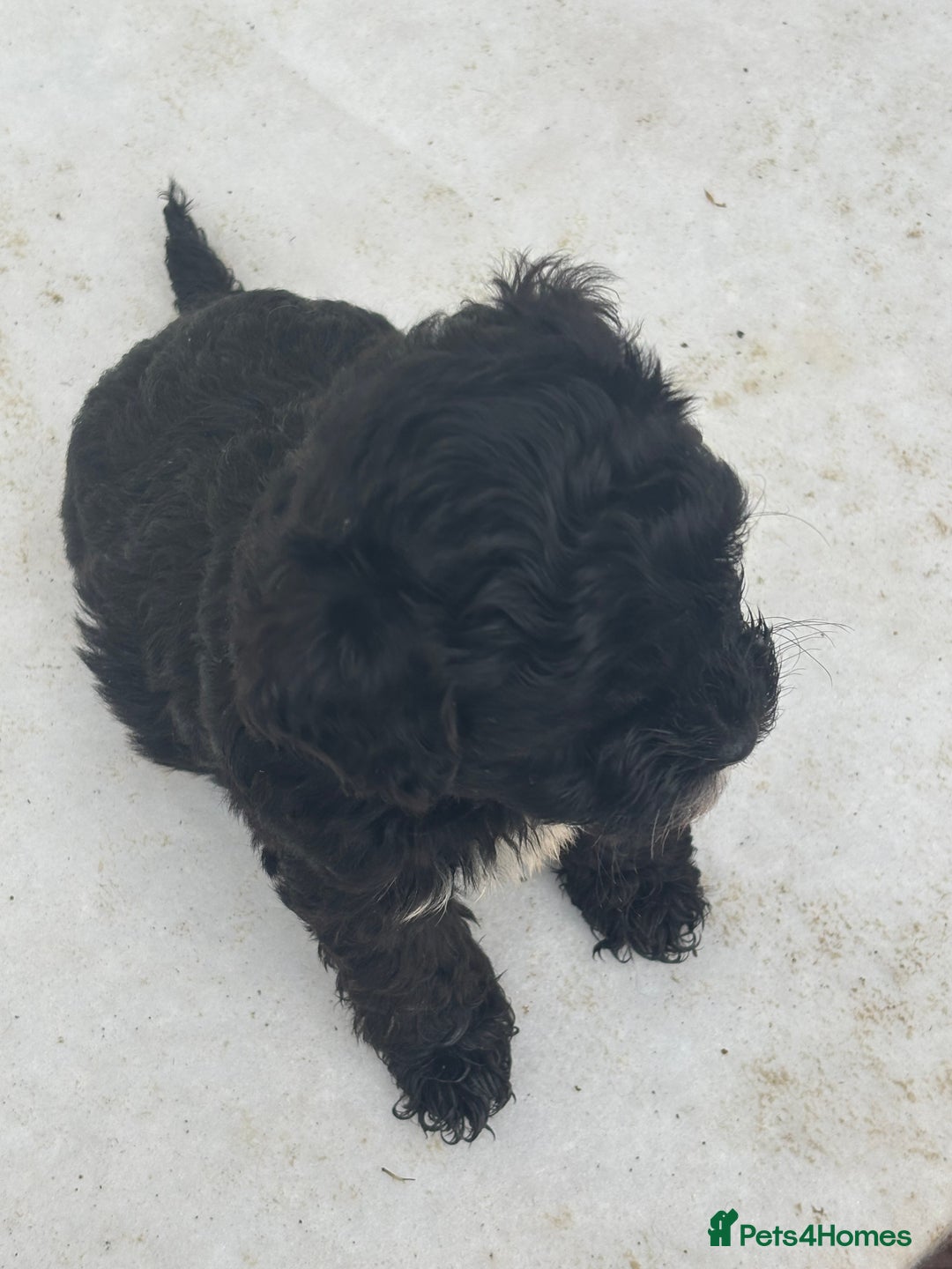 Mixed Breed dogs for sale: Lucus terrier cross toy poodle puppies - Advert 12