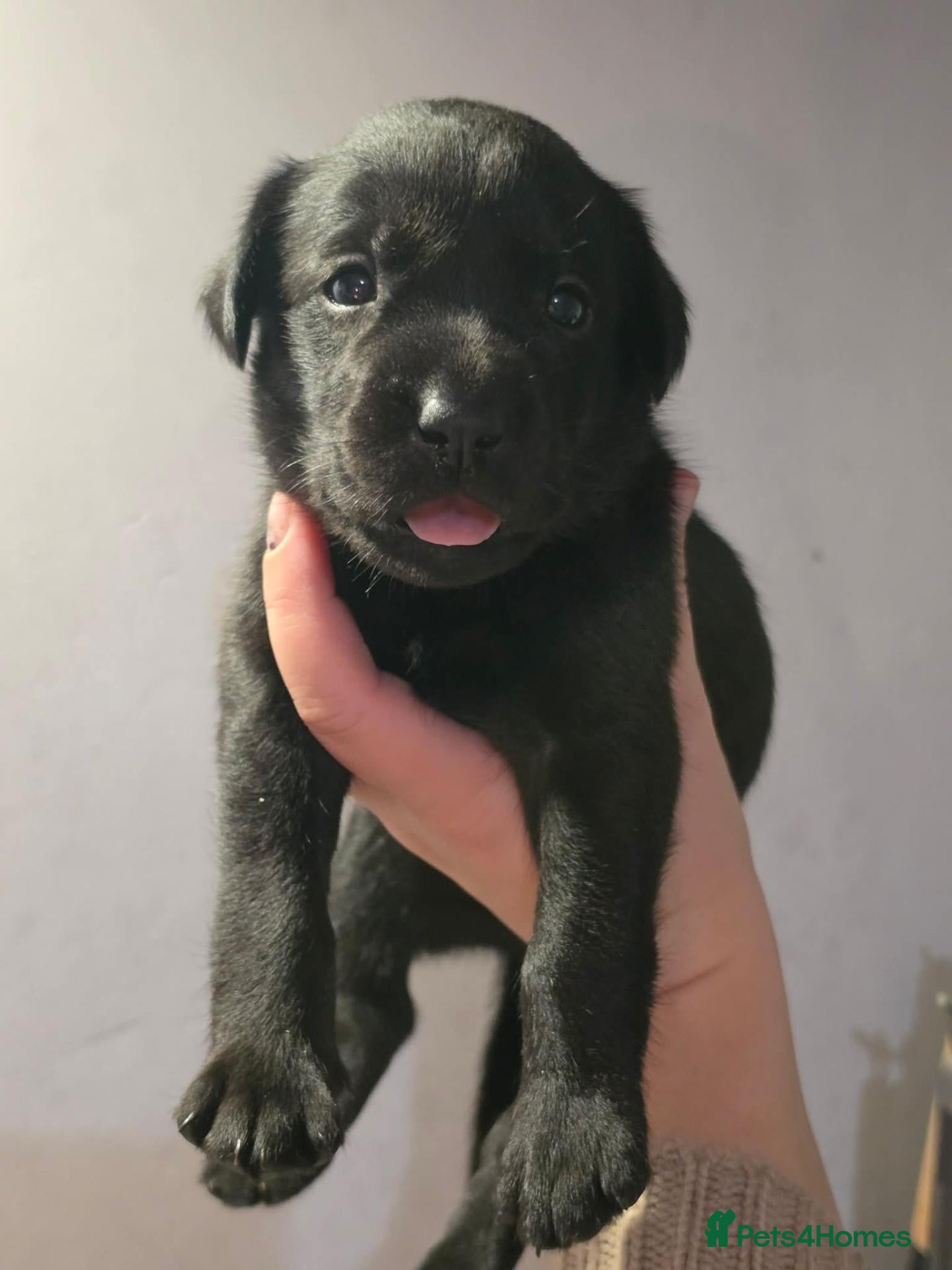Labrador Retriever dogs 1 Black Boy Left - Advert 1