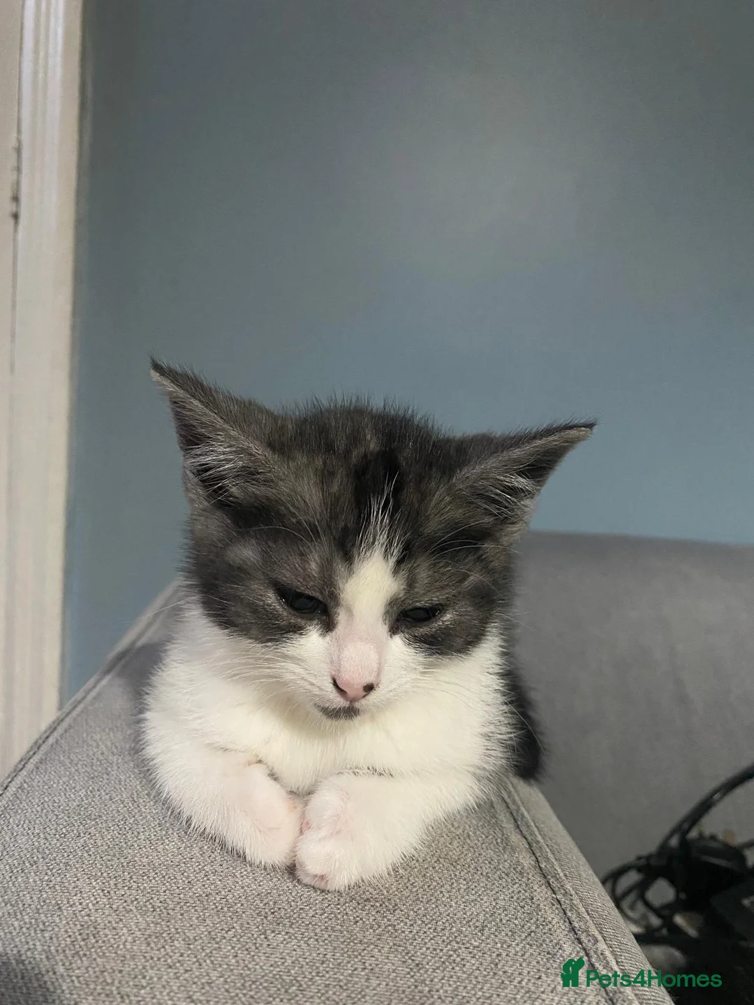 British Shorthair cats for sale: KITTENS READY FOR COLLECTION TODAY - Advert 5