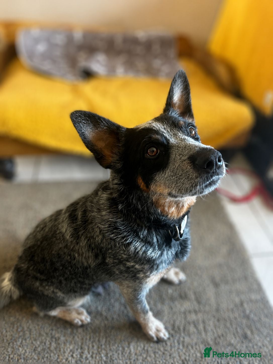 Australian Cattle Dog dogs Stunning cattle dogs! - Advert 1