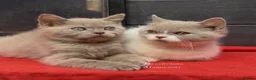 British Shorthair cats for sale: Chunky registered British shorthair kittens 🐻  - Advert 3