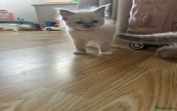 Ragdoll cats for sale: Pure ragdolls  - Image 12