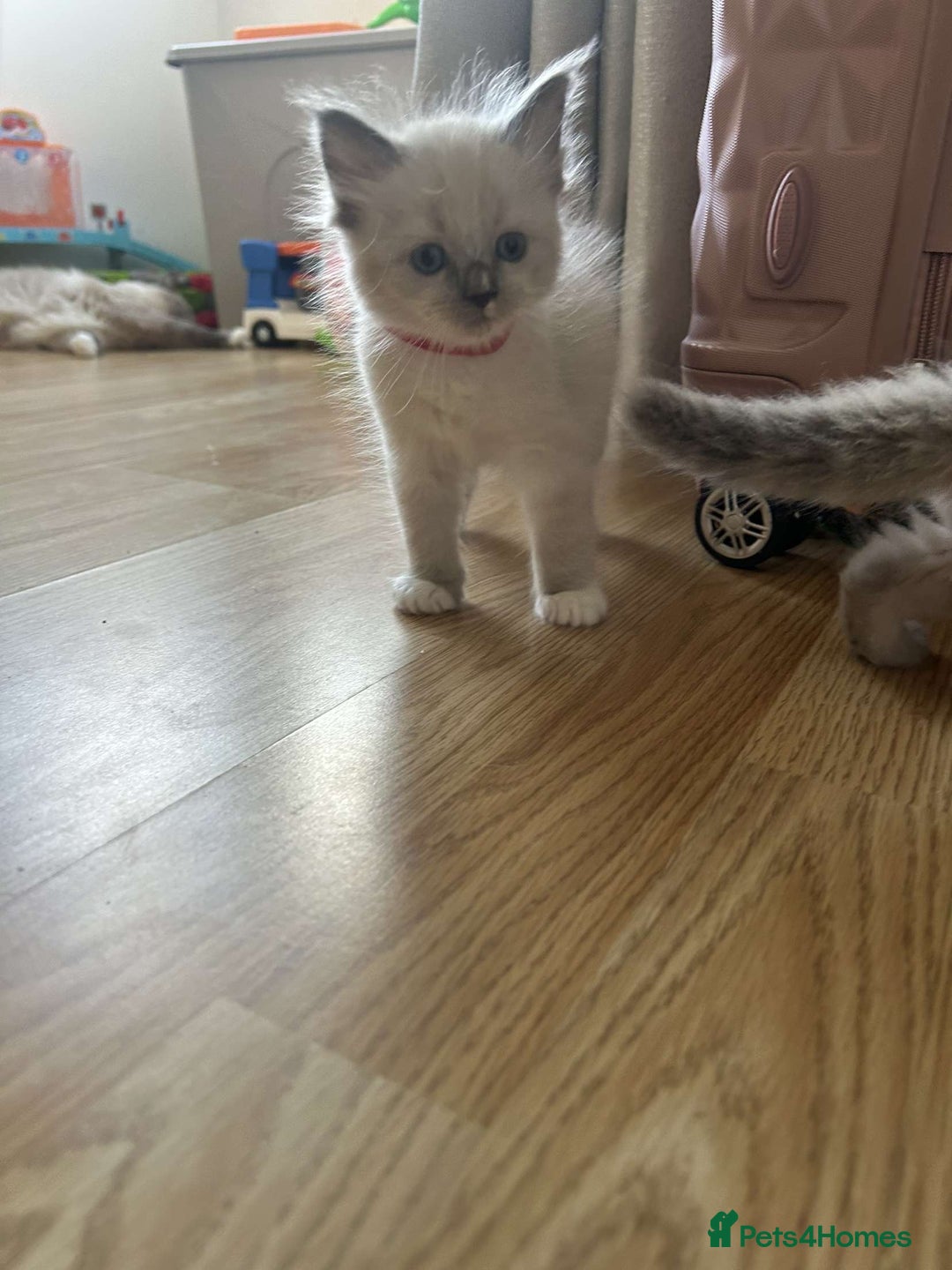 Ragdoll cats for sale: Pure ragdolls  - Image 12
