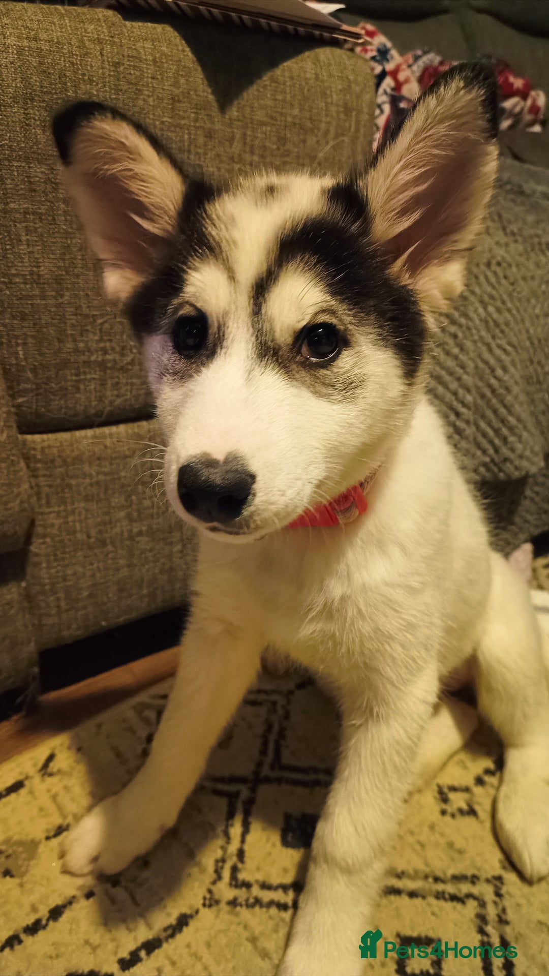 Mixed Breed dogs for sale: Puppy for sale - Advert 4