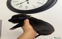 Mixed Breed dogs for sale: Weimaraner / German Shepherd puppies - Advert 9