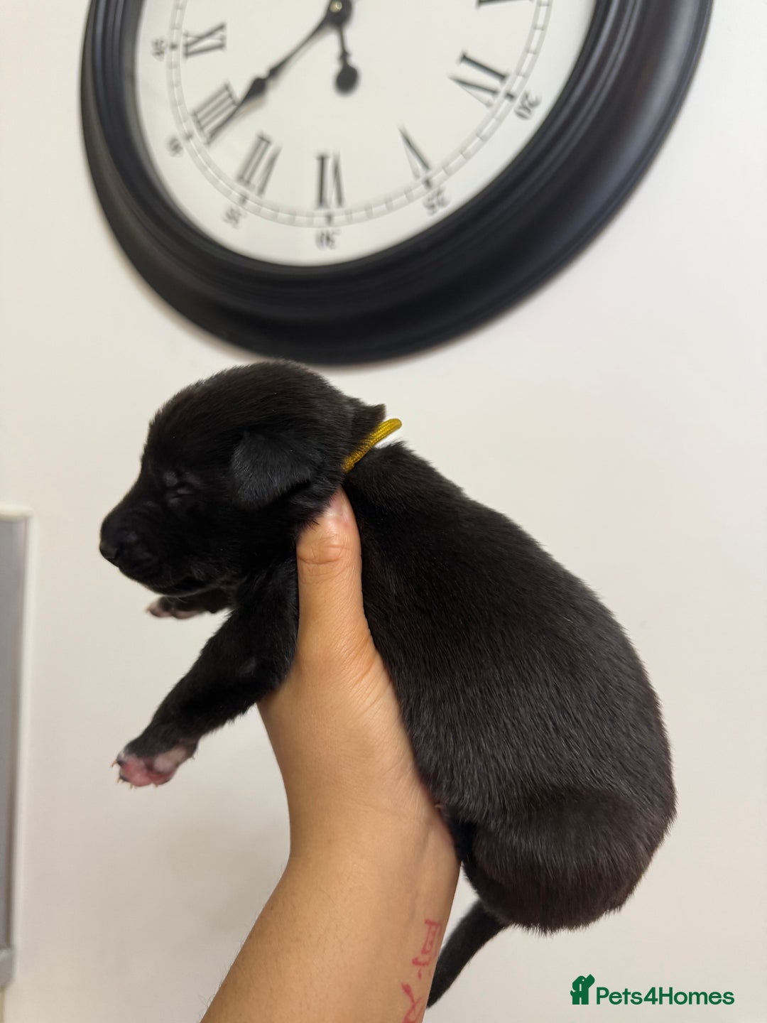 Mixed Breed dogs for sale: Weimaraner / German Shepherd puppies - Advert 9