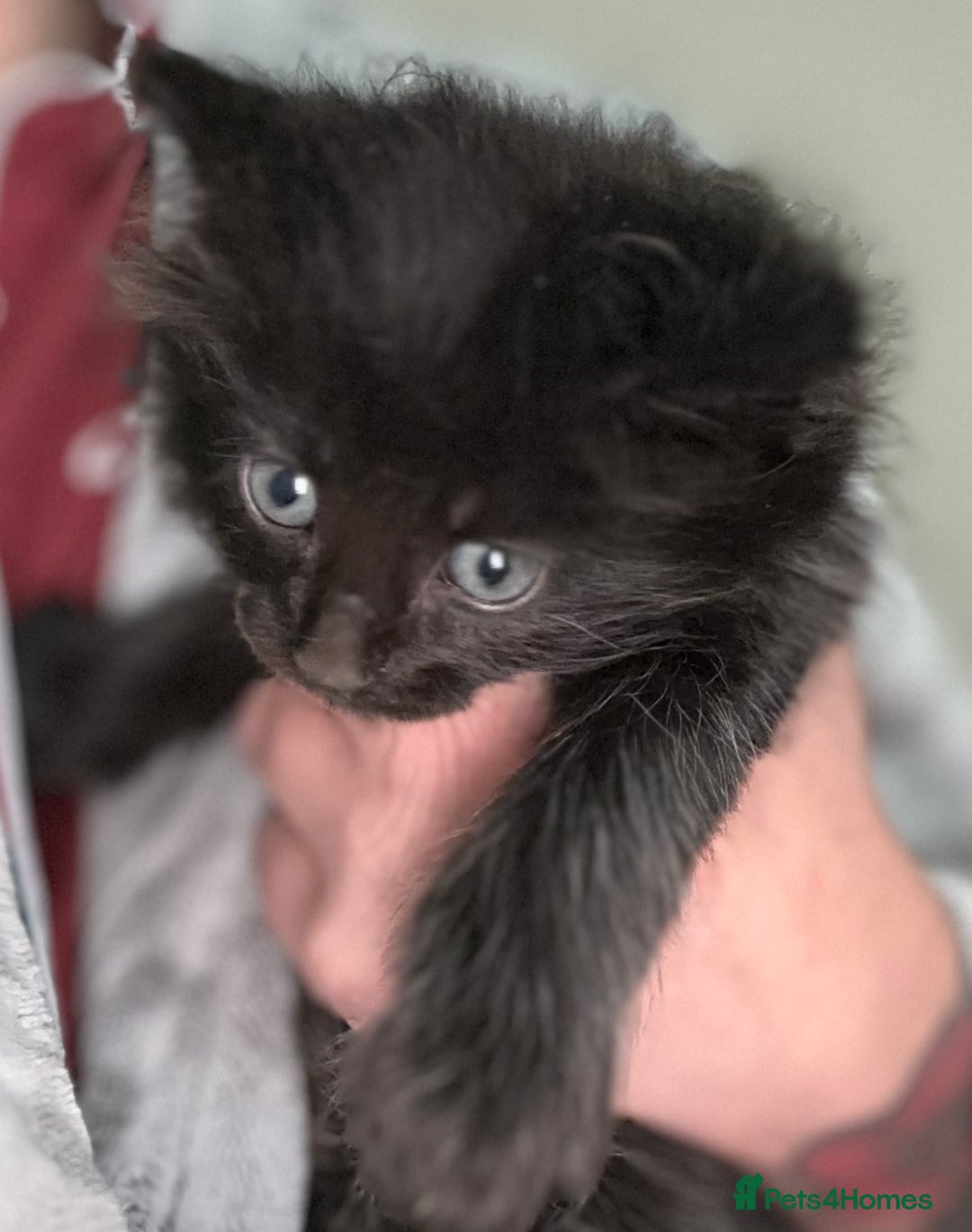 Maine Coon cats for sale: Three quarter maine coon kittens  - Advert 12