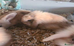 Mini Lion Lop rabbits for sale: Baby rabbits ready now  - Image 6