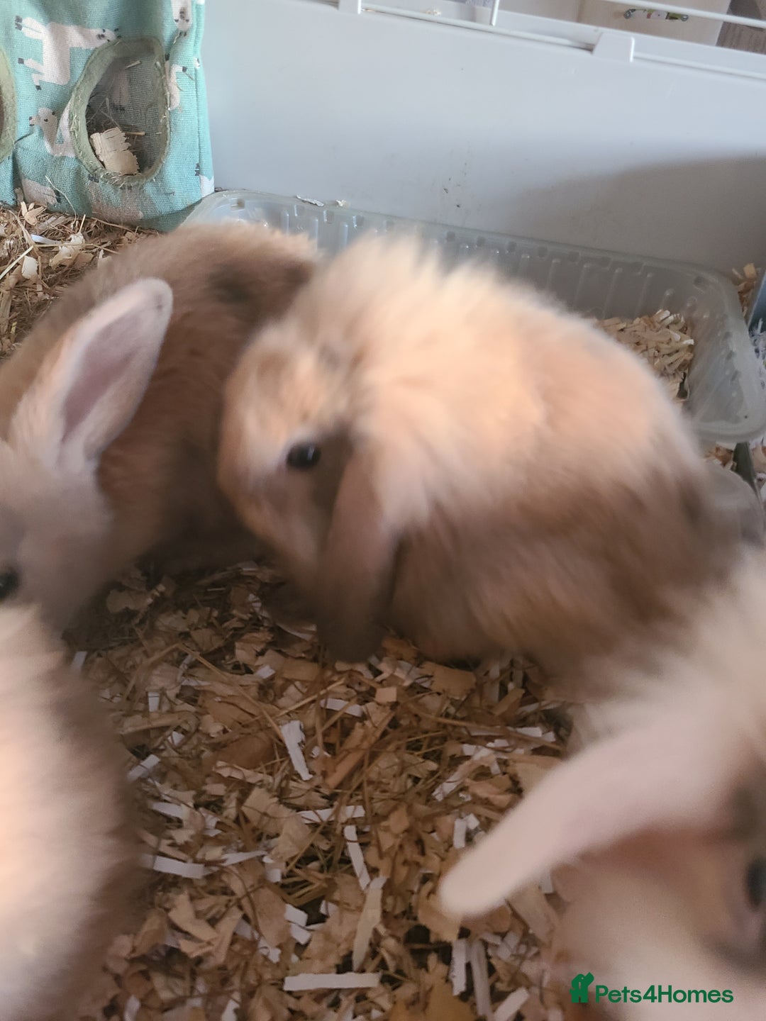 Mini Lion Lop rabbits for sale: Baby rabbits ready now  - Image 6
