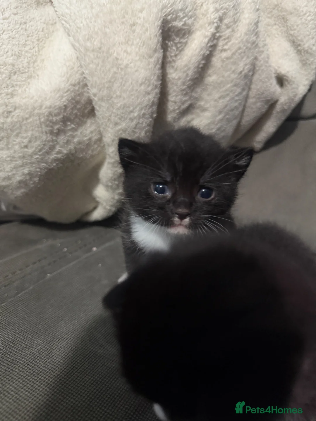 Mixed Breed cats for sale: 2 beautiful boys  - Advert 4
