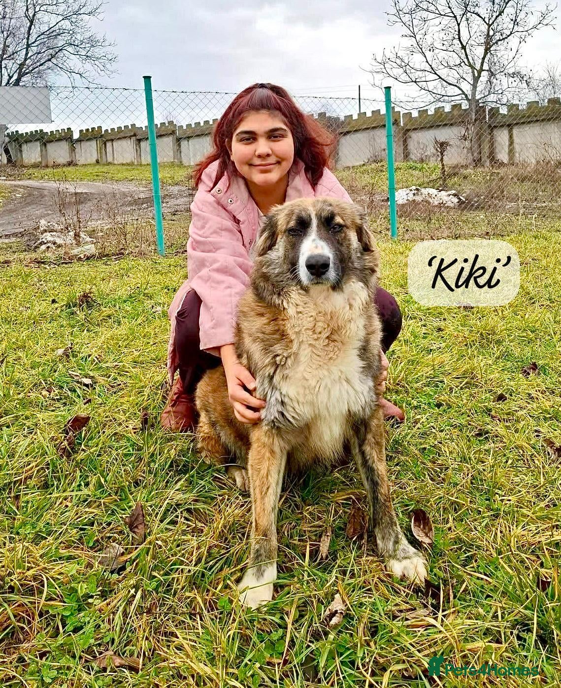 Mixed Breed dogs Kiki, 6 yrs approx. Available for adoption. - Advert 23