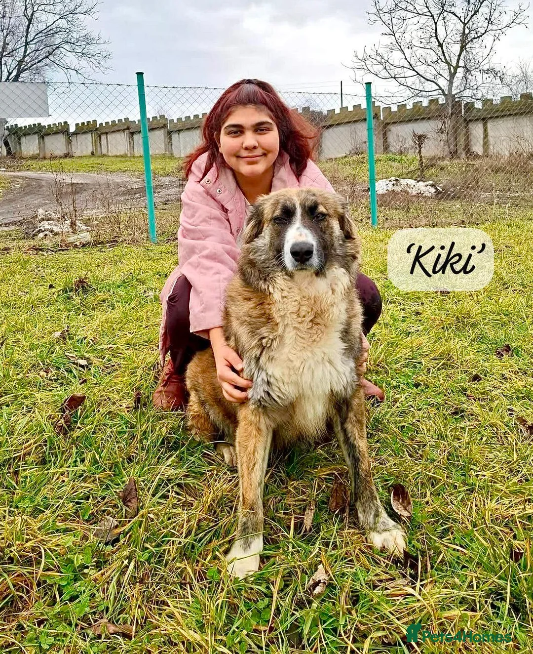 Mixed Breed dogs for adoption: Kiki, 6 yrs approx. Reserved STC. - Advert 1