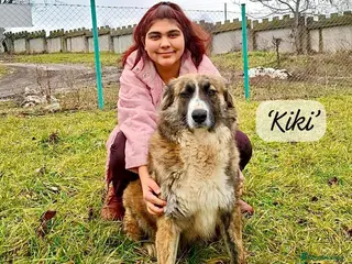 Mixed Breed dogs Kiki, 6 yrs approx. Available for adoption. - Advert 23