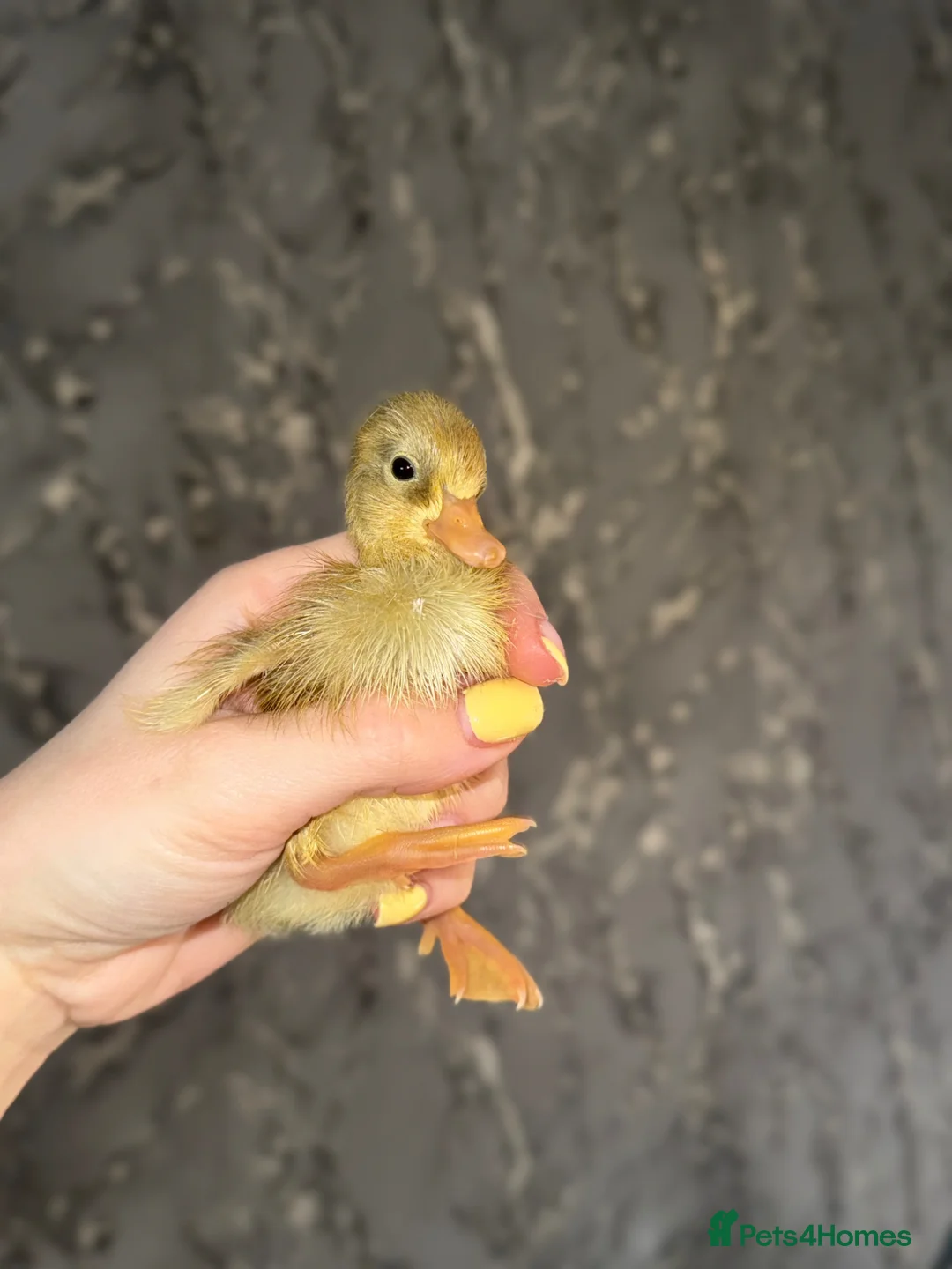 Ducks poultry for sale: Indian Runner Ducklings - rolling advert  - Advert 2