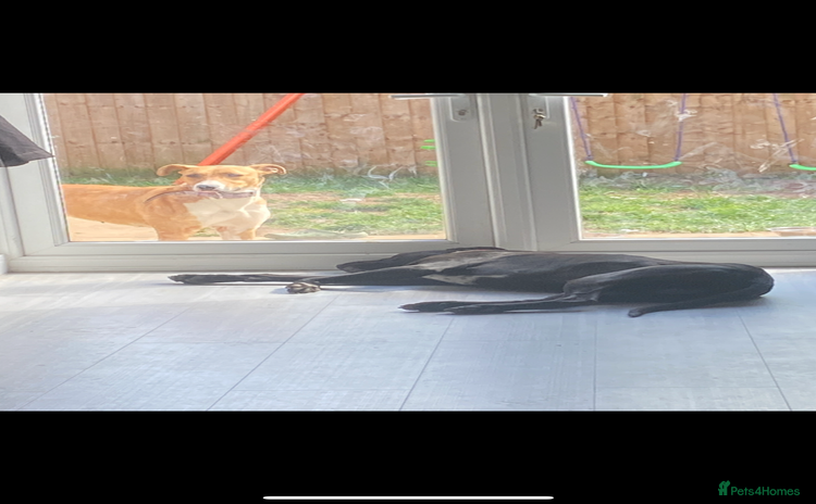 Lurcher dogs - Advert 2